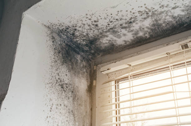 Affordable Mold Cleanup solutions in Coram, NY